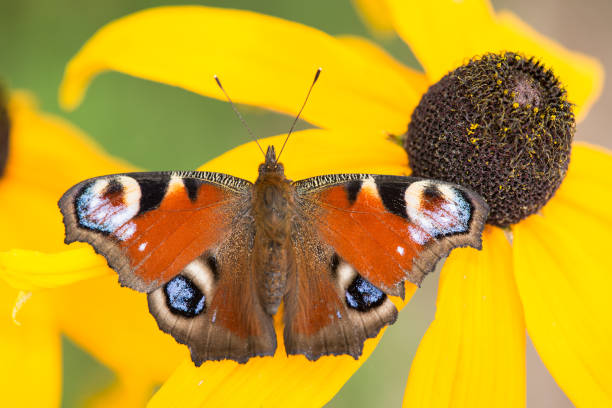 istock Peacock butterfly resting on a yellow butterfly 1250594572