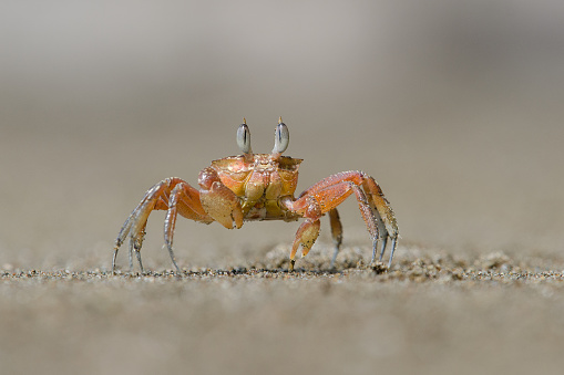 Small red crab walking on the beach