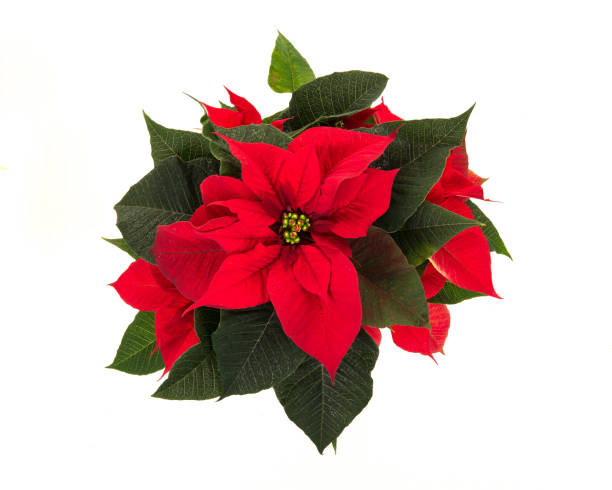 istock Red christmas flower star flowr seen from above on a white background 1250594611
