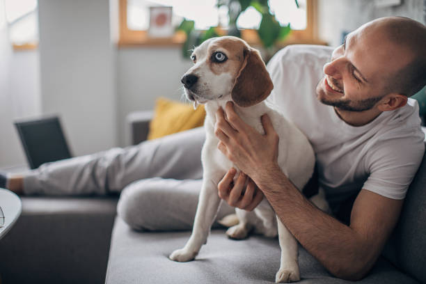 istock Man petting his dog on sofa at home 1250594786