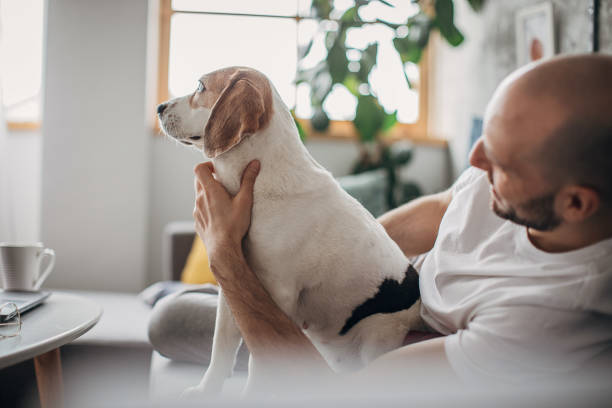 istock Man petting his dog on sofa at home 1250594817