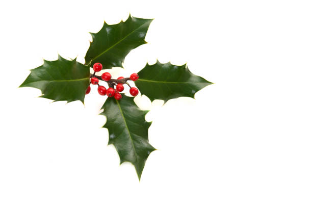 holly ilex, décoration de noël, sur un fond blanc - mistletoe christmas holly holiday photos et images de collection