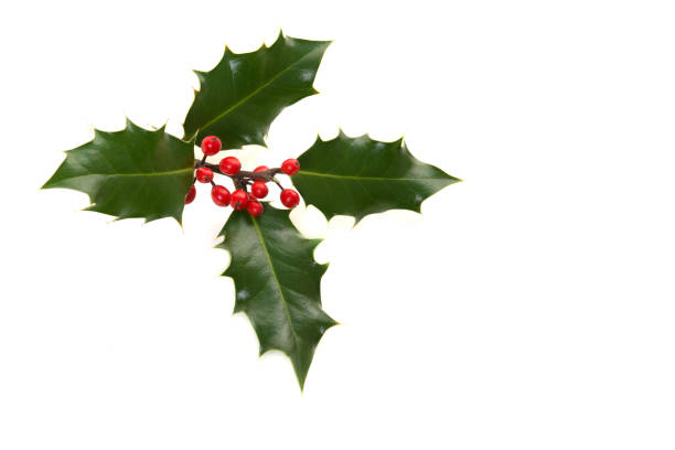 холли ilex, рождественское украшение, на белом фоне - mistletoe christmas holly holiday стоковые фото и изображения