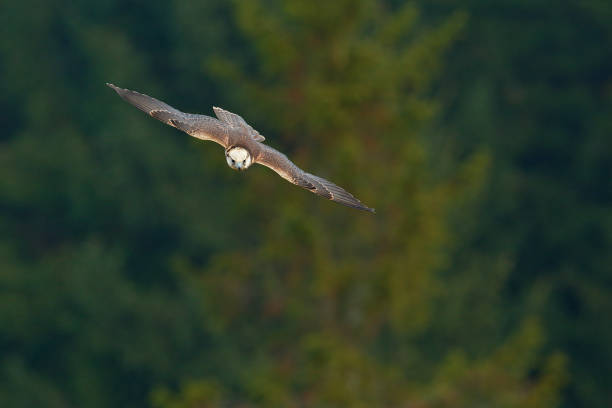 caça falcão. saker falcon fly, falcão falcão, falcão cherrug, voo de aves de rapina. floresta no inverno frio, animal no habitat da natureza, grécia. a cena da vida selvagem forma a natureza. voo de pássaros. pássaro raro com cabeça branca. - lanner falcon - fotografias e filmes do acervo