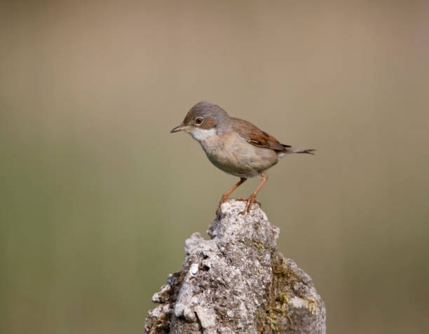 istock Lesser whitethroat collecting food 1250596308