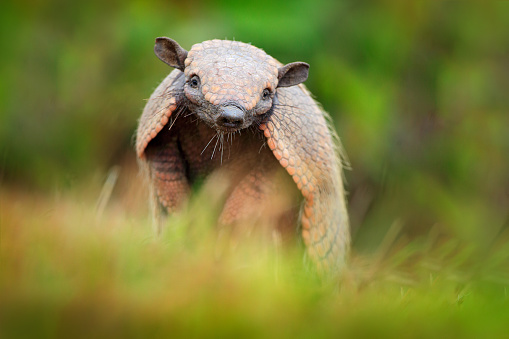 Brazil cute animal. Six-Banded Armadillo, Yellow Armadillo, Euphractus sexcinctus, Pantanal, Brazil. Wildlife scene from nature. Funny portrait of Armadillo, face portrait, hidden in grass. Wildlife.