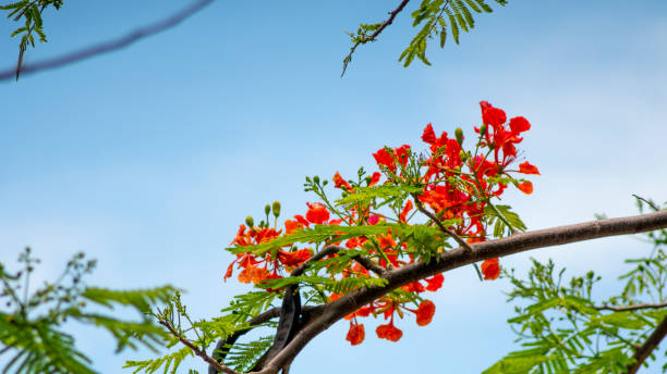 istock phoenix flowers in the summer 1250596351