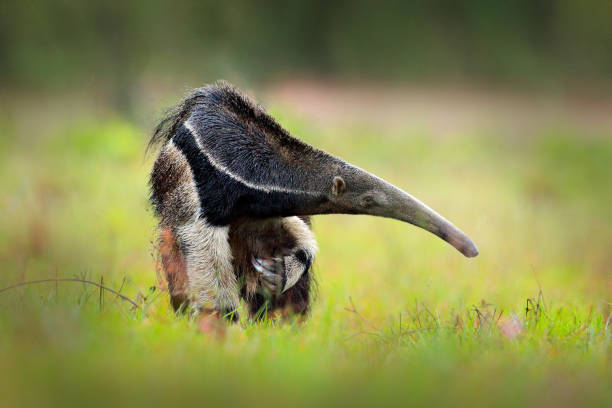 Anteater, cute animal from Brazil. Giant Anteater, Myrmecophaga tridactyla, animal with long tail ane log nose, Pantanal, Brazil. Wildlife scene from wild nature. Anteater, cute animal from Brazil. Giant Anteater, Myrmecophaga tridactyla, animal with long tail ane log nose, Pantanal, Brazil. Wildlife scene from wild nature. anteater stock pictures, royalty-free photos & images