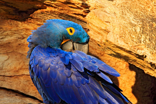 istock Blue Macaw portrait. Nesting behaviour. Hyacinth Macaw, Anodorhynchus hyacinthinus, in tree nest cavity, Pantanal, Brazil, South America. Detail portrait of beautiful big blue parrot nature habitat. 1250596611