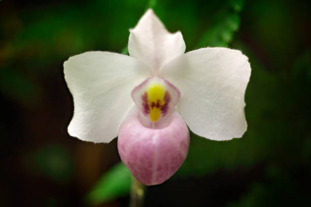 Paphiopedilum delenatii, Vietnam wild orchid, pink flower, nature habitat. Beautiful orchid bloom, close-up detail. Wild flower from South America. Art view nature. Nature holiday in tropic forest. paphiopedilum delenatii, orquídea silvestre de vietnam, flor rosa, hábitat natural. hermosa flor de orquídea, detalle de primer plano. flor salvaje de sudamérica. vista de arte de la naturaleza. vacaciones de naturaleza en bosque trópico.