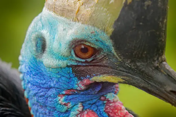 Photo of Detail portrait Southern cassowary, Casuarius casuarius, also known as double-wattled cassowary, Australian big forest bird, detail hidden portrait from dark tropic forest, Papua New Guinea, Asia.