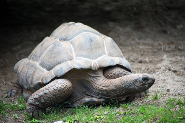 istock land turtle in a zoological park 1250598289