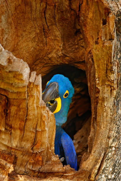 istock Nesting behaviour. Hyacinth Macaw, Anodorhynchus hyacinthinus, in tree nest cavity, Pantanal, Brazil, South America. Detail portrait of beautiful big blue parrot in nature habitat. Macaw in nest hole. 1250598307