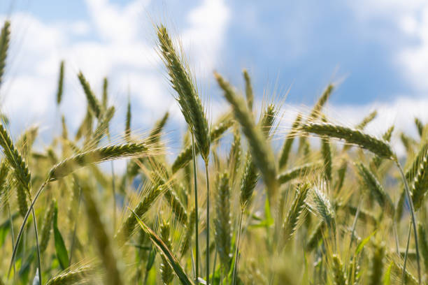 primer plano de picos de centeno dorado en el campo con cielo azul en el fondo - genetic research rural scene wheat photosynthesis fotografías e imágenes de stock