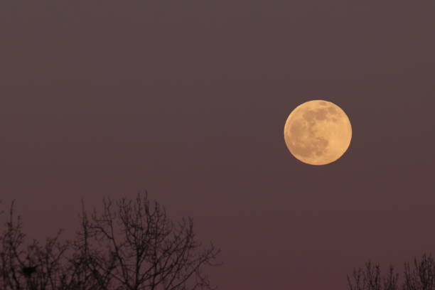 istock Supermoon Rising on top of trees 1250598581