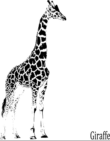 beautiful black and white giraffe with a long neck isolated on white background