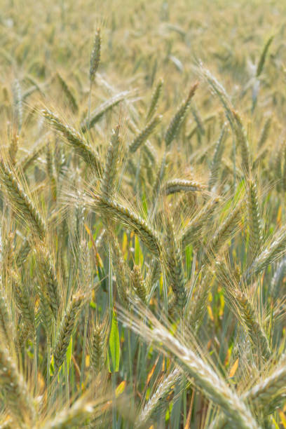 primer plano del campo de centeno dorado - genetic research rural scene wheat photosynthesis fotografías e imágenes de stock