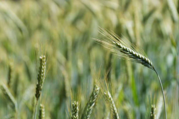 primer plano de la espiga de centeno en el campo de centeno - genetic research rural scene wheat photosynthesis fotografías e imágenes de stock