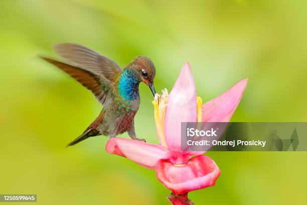 Bird Sucking Nectar From Pink Bloom Hummingbird With Flower Whitetailed Hillstar Urochroa Bougueri Hummingbird In Nature On Ping Flower Gren And Yellow Background Wildlife Colombia Stock Photo - Download Image Now