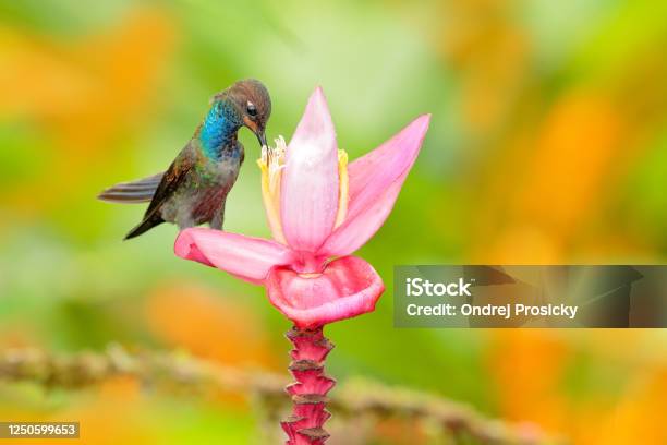 Hummingbird With Flower Bird Sucking Nectar From Pink Bloom Whitetailed Hillstar Urochroa Bougueri Hummingbird In Nature On Ping Flower Gren And Yellow Background Wildlife Colombia Stock Photo - Download Image Now