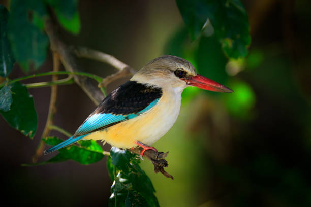 Africa kingfisher. Brown-hooded Kingfisher, Halcyon albiventris, detail of exotic African bird sitting on the branch in the green nature habitat, Tanzania, Africa. Wildlife scene form nature. martín pescador africano. kingfisher con capucha marrón, halcyon albiventris, detalle de aves africanas exóticas sentadas en la rama en el hábitat de la naturaleza verde, tanzania, africa. la escena de la vida silvestre forma la naturaleza.