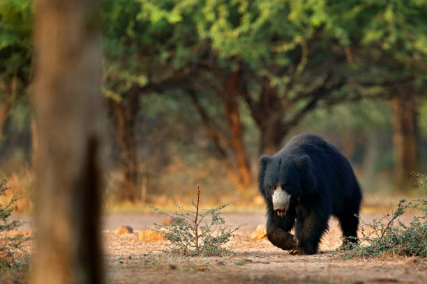 Wildlife Asia. Cute animal on the road Asia forest. Sloth bear, Melursus ursinus, Ranthambore National Park, India. Wild Sloth bear nature habitat, wildlife photo. Dangerous black animal in India. vida silvestre de asia. animal lindo en la carretera bosque de asia. oso perezoso, melursus ursinus, parque nacional ranthambore, india. salvaje perezoso oso hábitat natural, foto de la vida silvestre. peligroso animal negro en la india.