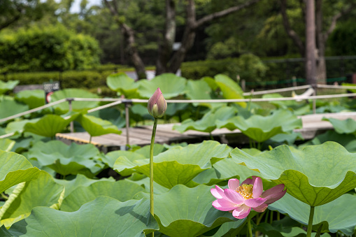 Oga Lotus Flower, Chiba City, Chiba Japan