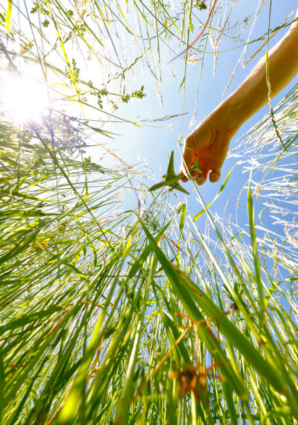 istock Blooming Meadow with Airplane model in Spring 1250600889