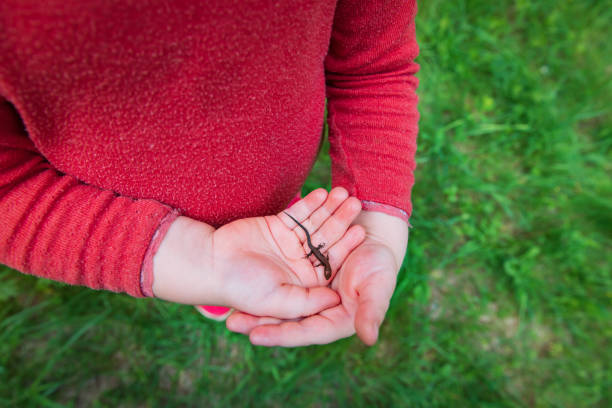 little girl holding and exploring lizard in nature, kids learn animals