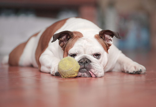 English Bulldog lies down indoors with her tennis ball