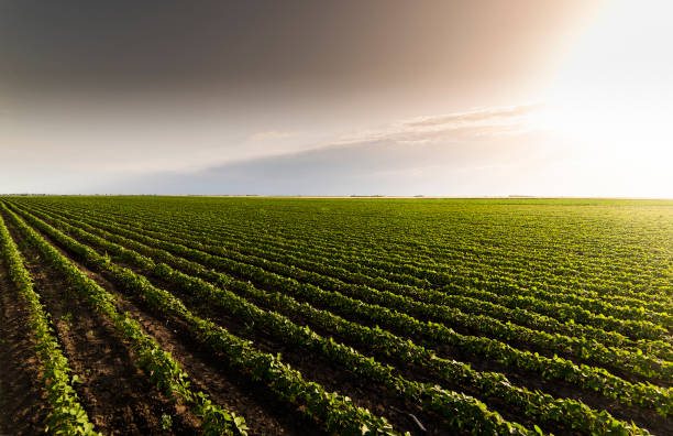 istock Open soybean field at sunset.Soybean field . 1250602717