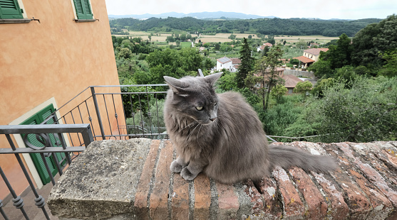 gato y paisaje toscano photo