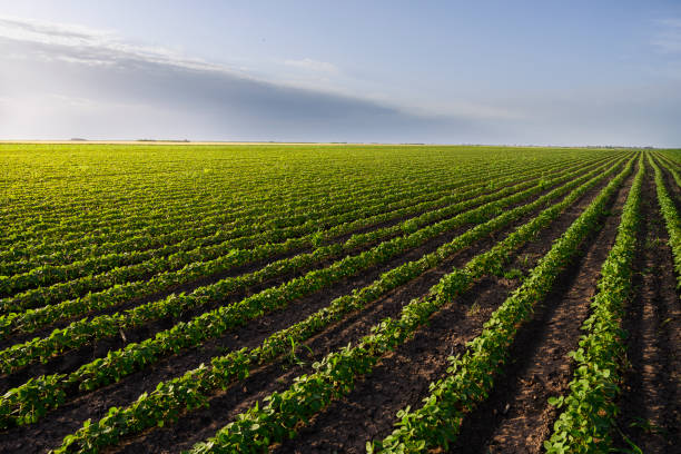 istock Open soybean field at sunset.Soybean field . 1250602784