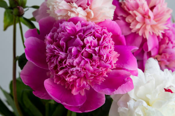 istock Pink peony flower blooming close-up 1250603110