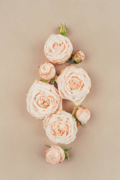 istock Spring background. Rose flowers on a beige background. 1250603362