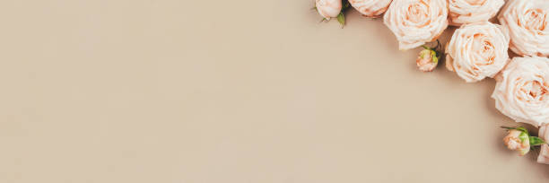 istock Spring background. Rose flowers on a beige background. 1250603365