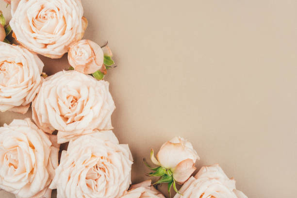 istock Spring background. Rose flowers on a beige background. 1250603370