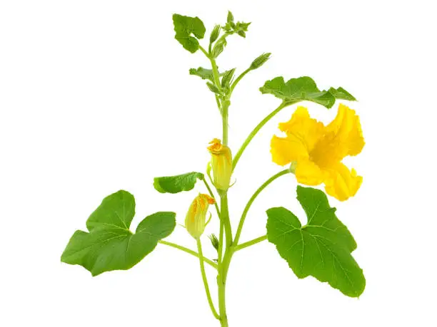 Pumpkin plant with yellow flowers isolated on white background