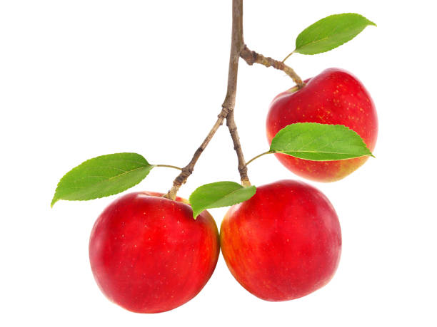 istock Apple tree branch with ripe red apple fruit isolated on white 1250603471