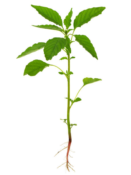 Redroot pigweed plant isolated on white, Amaranthus retroflexus Redroot pigweed plant isolated on white background, Amaranthus retroflexus amaranthus retroflexus stock pictures, royalty-free photos & images