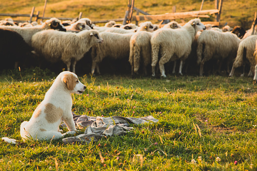 Puppy sheepdog dog watching a herd of sheep at sunset. Vintage editing