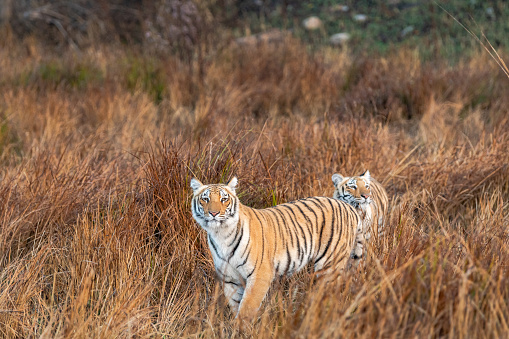 Wild tiger sibling in safari. tiger in action running and stalking prey walking in grassland area of dhikala of jim corbett national park or tiger reserve Ramnagar uttarakhand india - panthera tigris