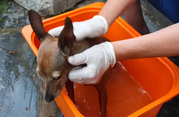 Photo of Zwerg pinscher homemade brown wash with gloves