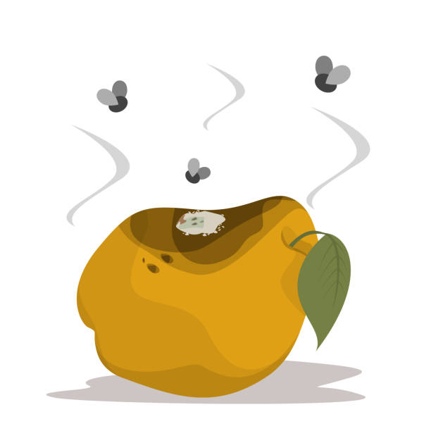 illustrazioni stock, clip art, cartoni animati e icone di tendenza di vettore di mela cotogna marcio isolato. frutta gialla - bruise