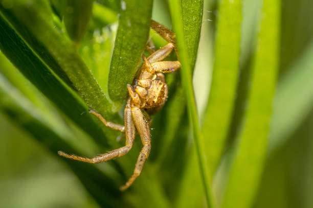istock crab spider on a herb in the summer season 1250606105
