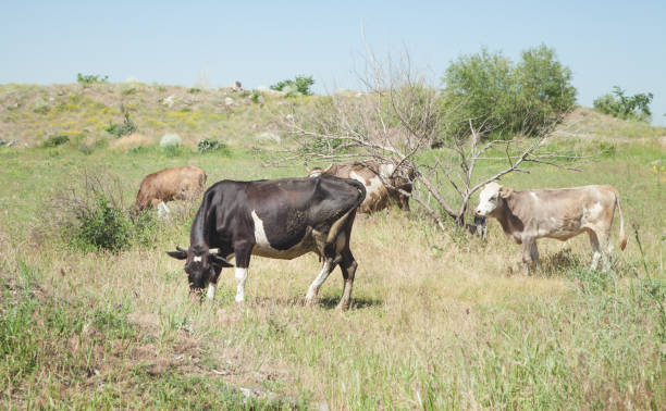 istock Cows in the pasture. Summer time 1250607204