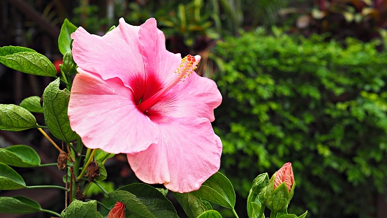 Hawaiian Hibiscus flower in garden. Pink flower with copy space. Natural background.