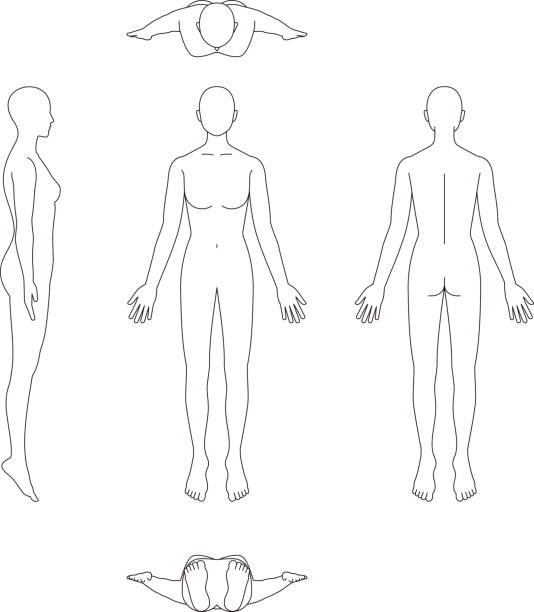 ilustrações de stock, clip art, desenhos animados e ícones de illustration of the human body. female sketch - body woman back