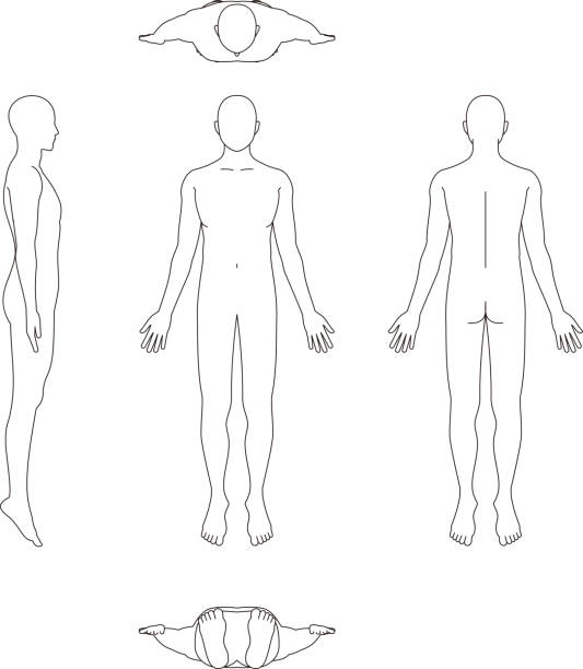 ilustrações de stock, clip art, desenhos animados e ícones de illustration of the human body. male sketch - rear view human arm naked men