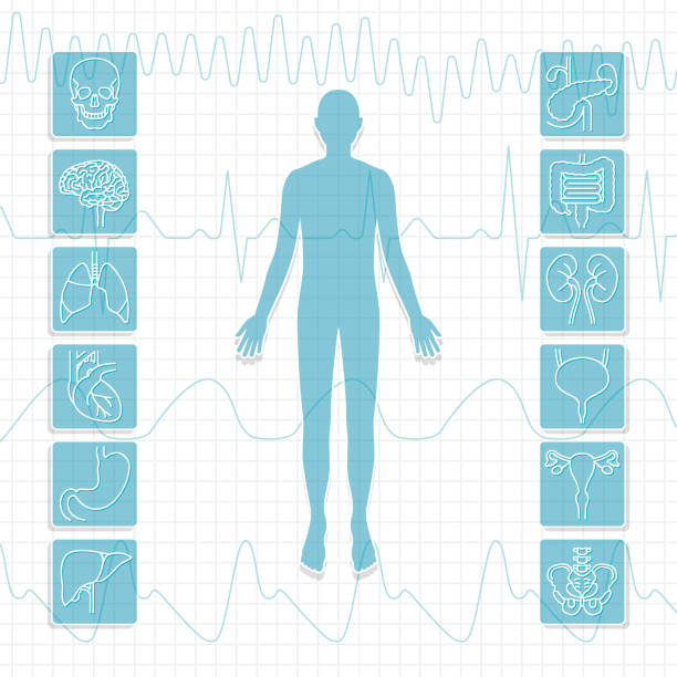menschlicher körper und innere organe. medizinisches image - ganzkörperansicht grafiken stock-grafiken, -clipart, -cartoons und -symbole